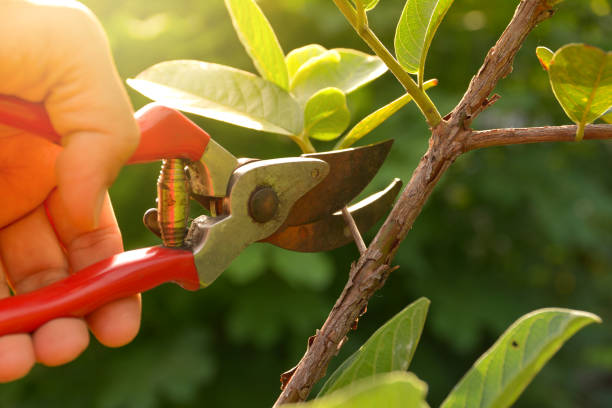 How Our Tree Care Process Works  in  Galena Park, TX